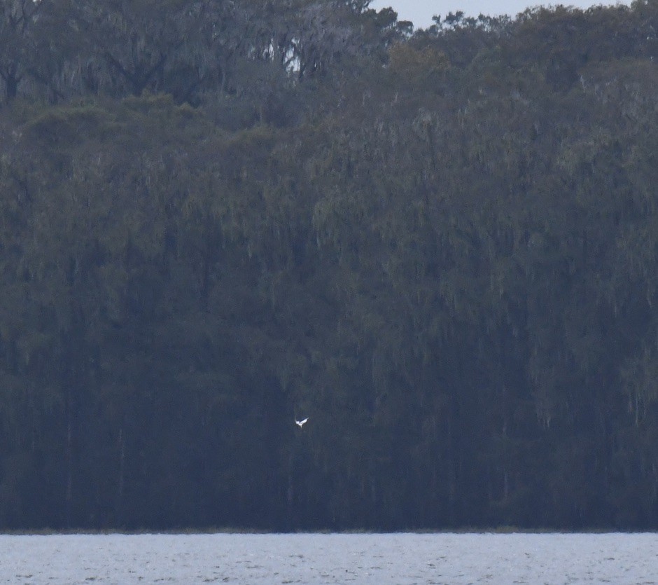 White-tailed Tropicbird - ML502753951