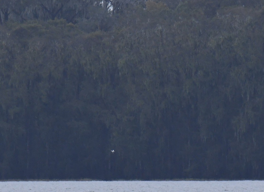 White-tailed Tropicbird - ML502753981