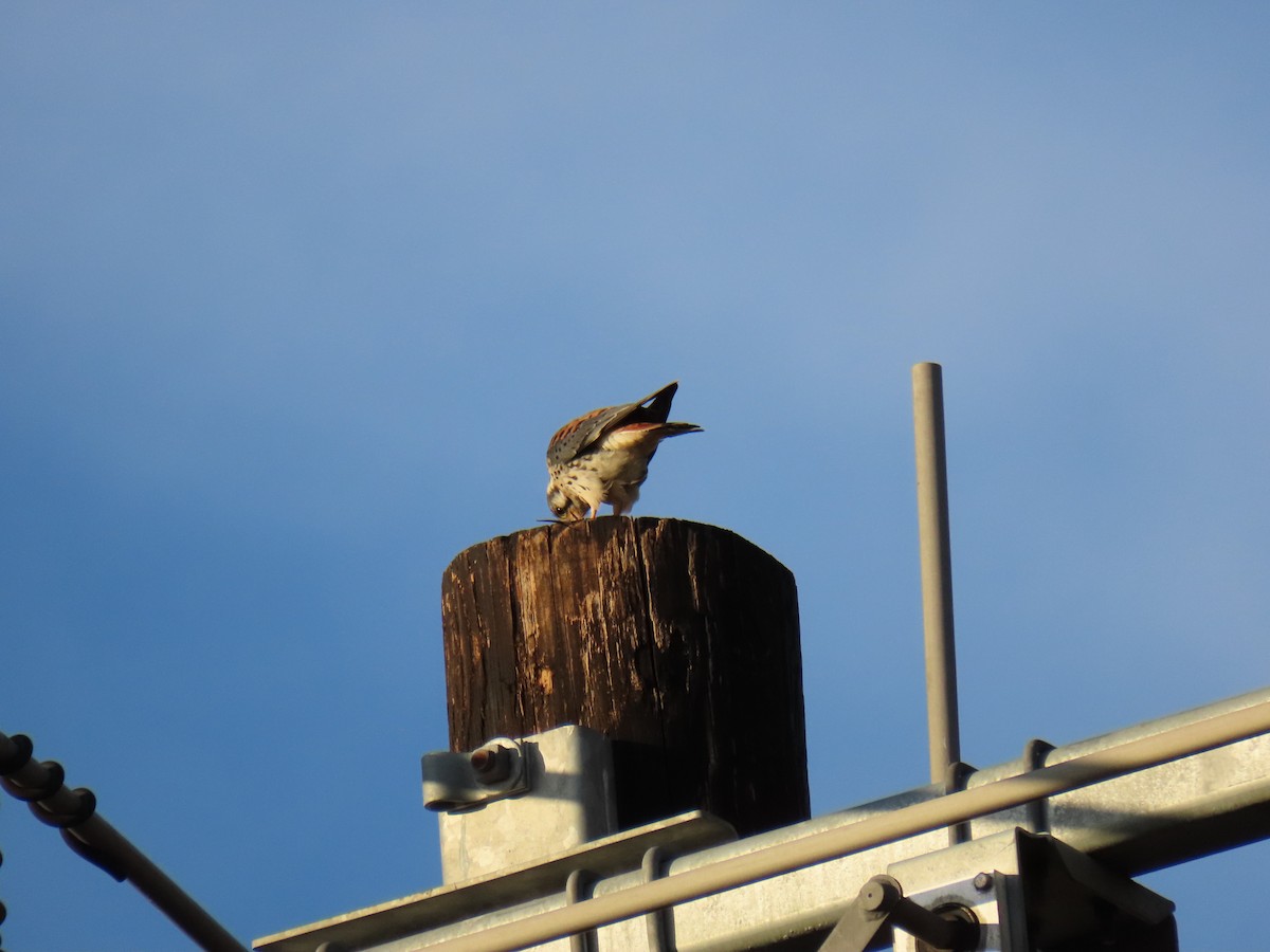 American Kestrel - ML502755911