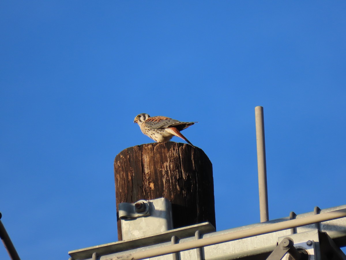 American Kestrel - ML502755921