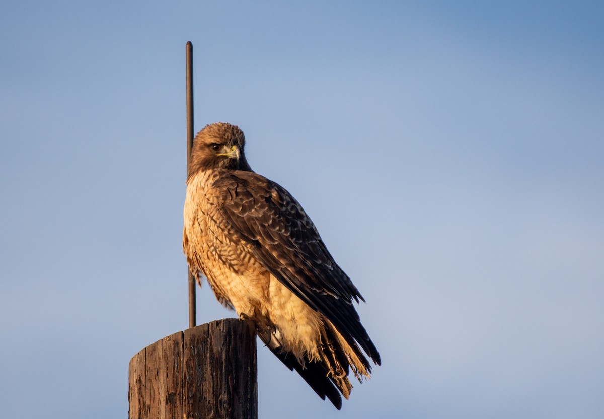 Red-tailed Hawk - ML502756231