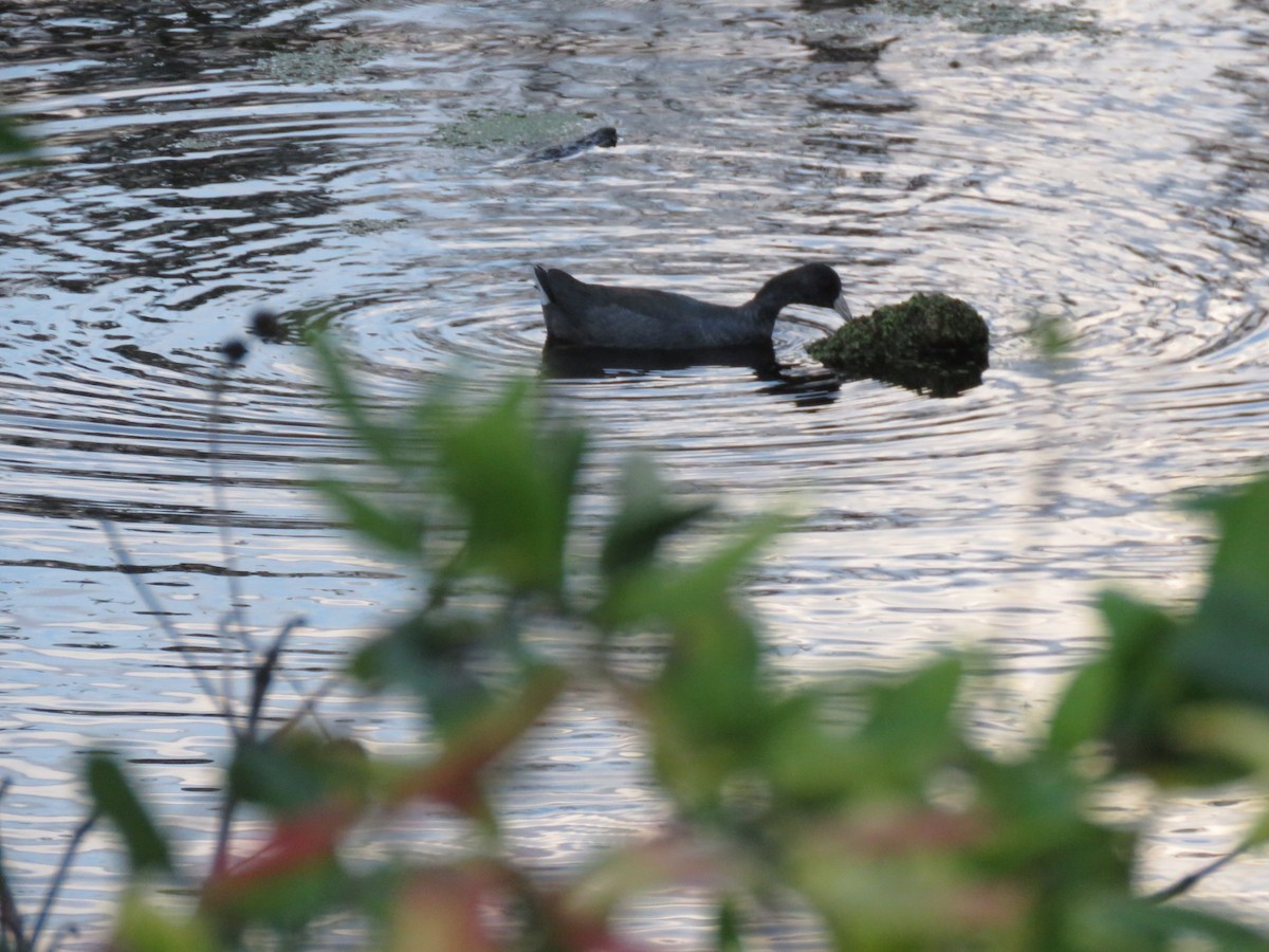 American Coot - ML502757591