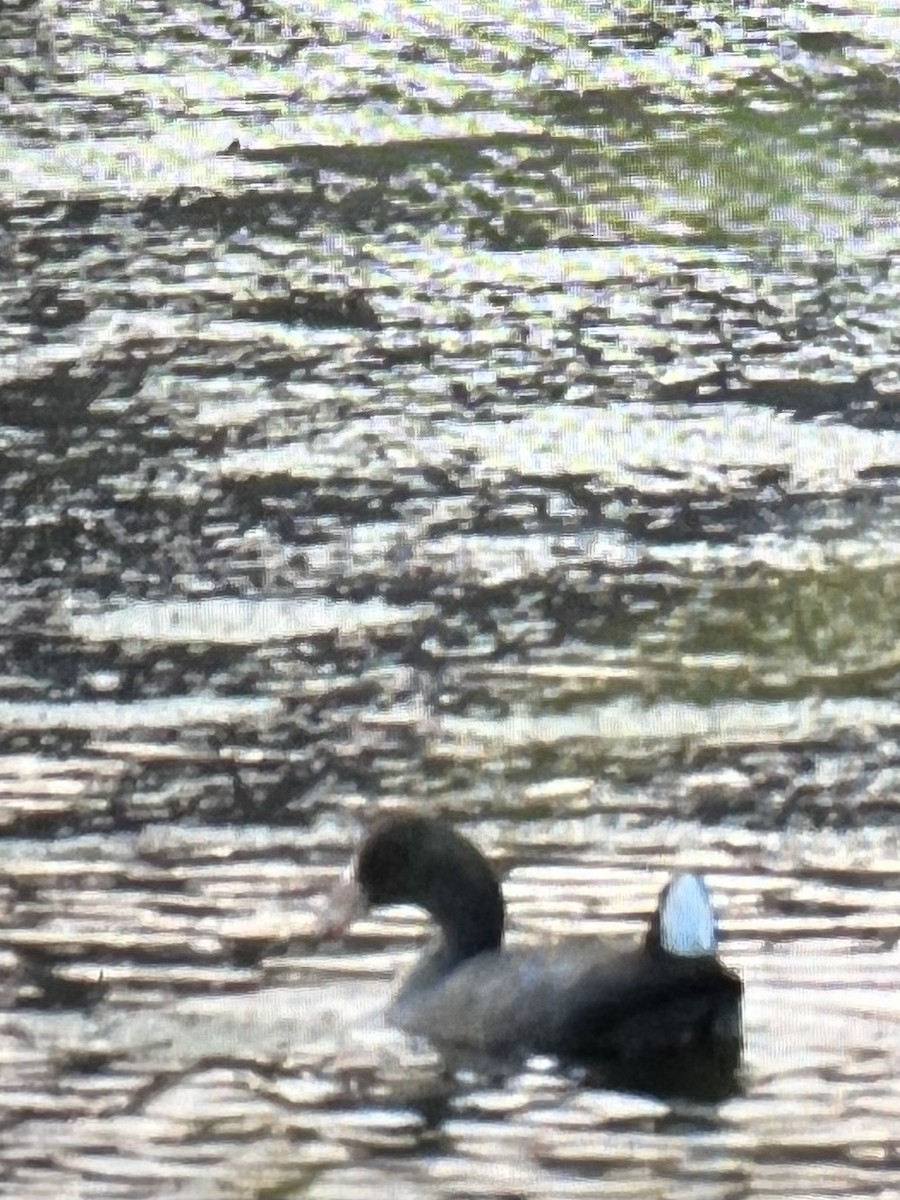 American Coot - ML502757761