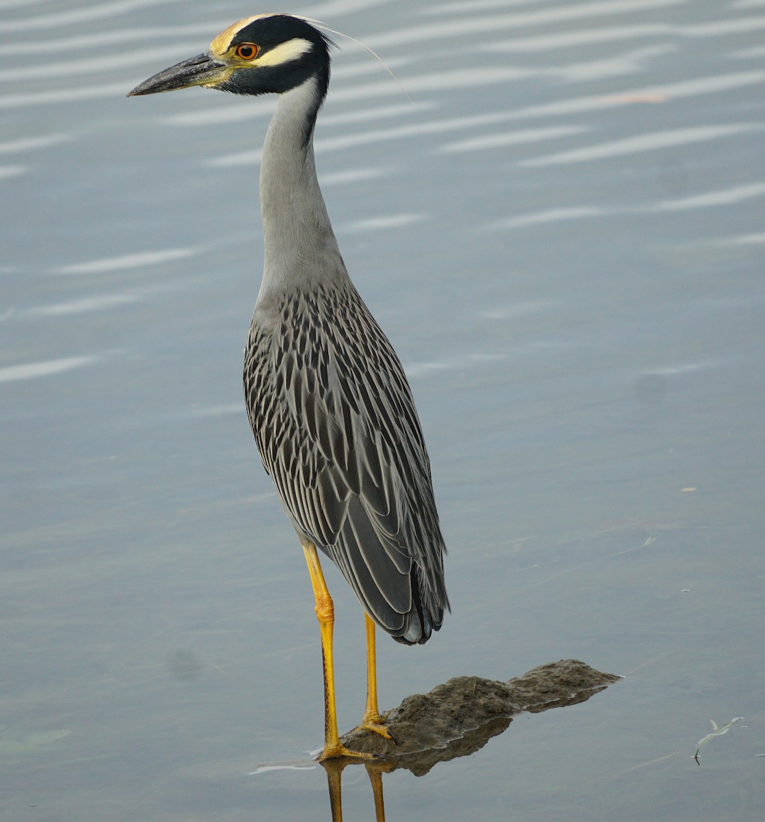 Yellow-crowned Night Heron - ML502758301