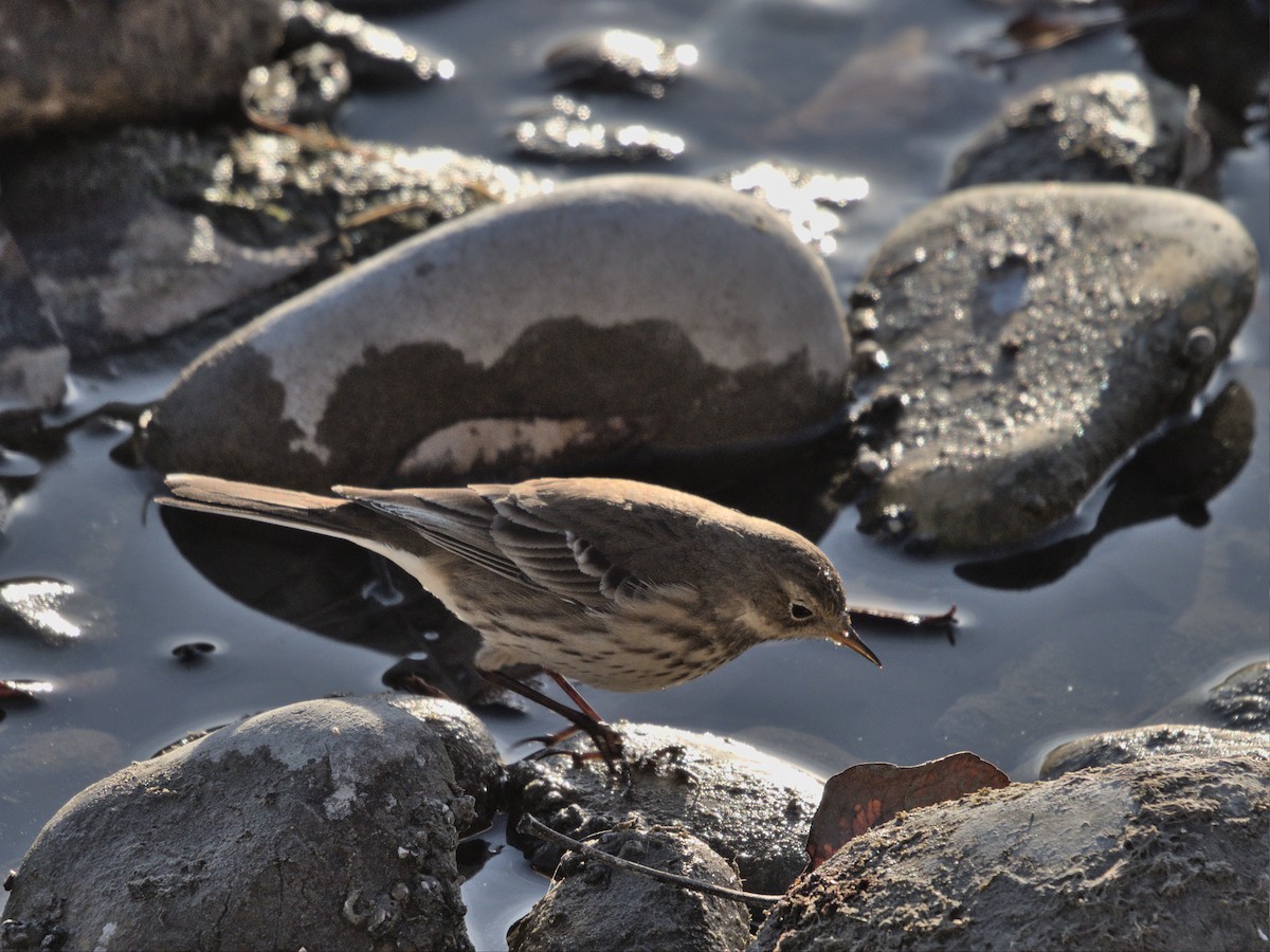 American Pipit - Justin de Vlieg