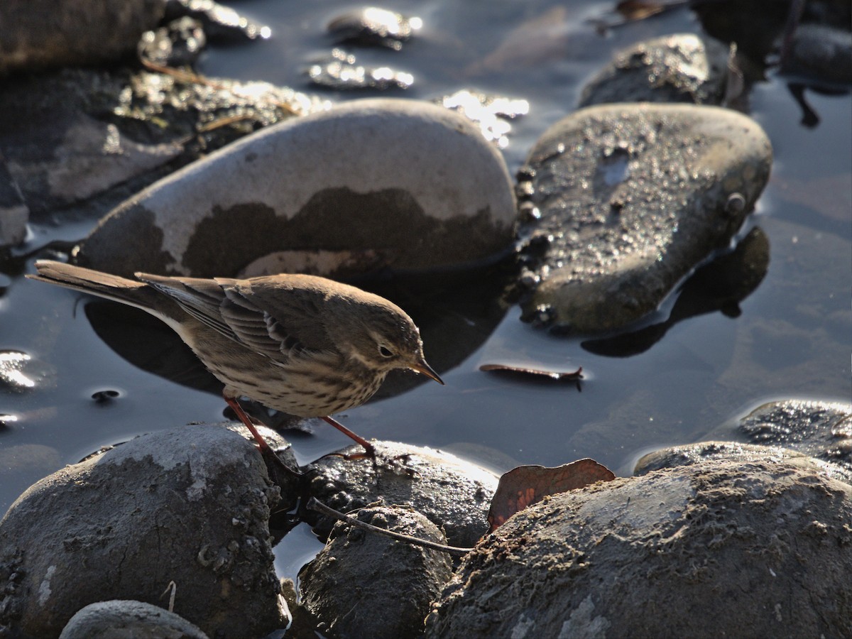 Pipit d'Amérique - ML502758571