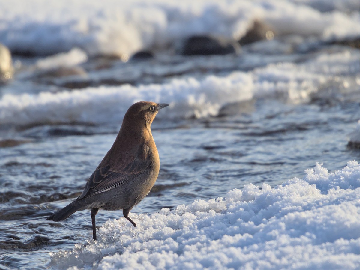 Rusty Blackbird - ML502758601