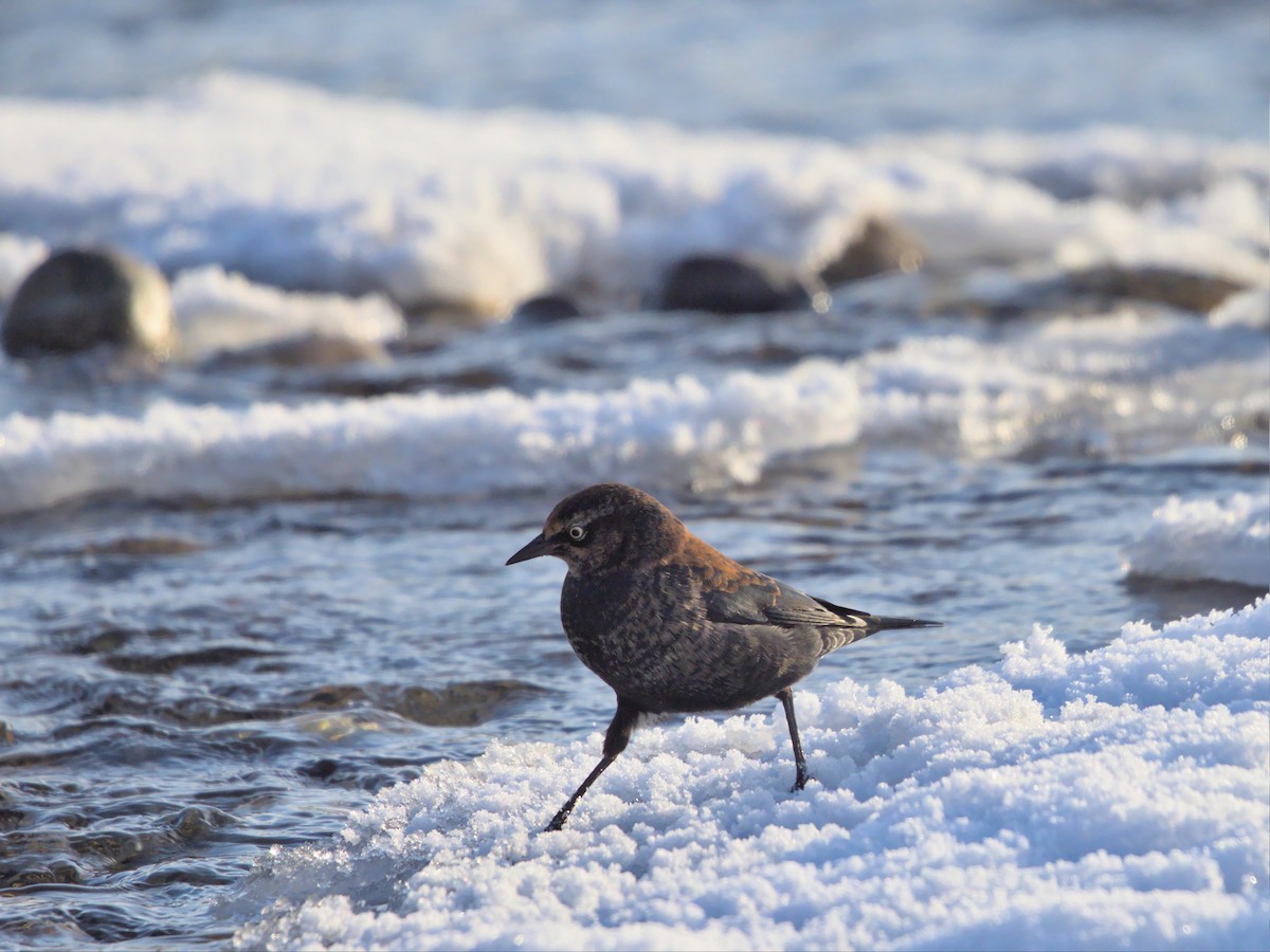 Rusty Blackbird - ML502758621