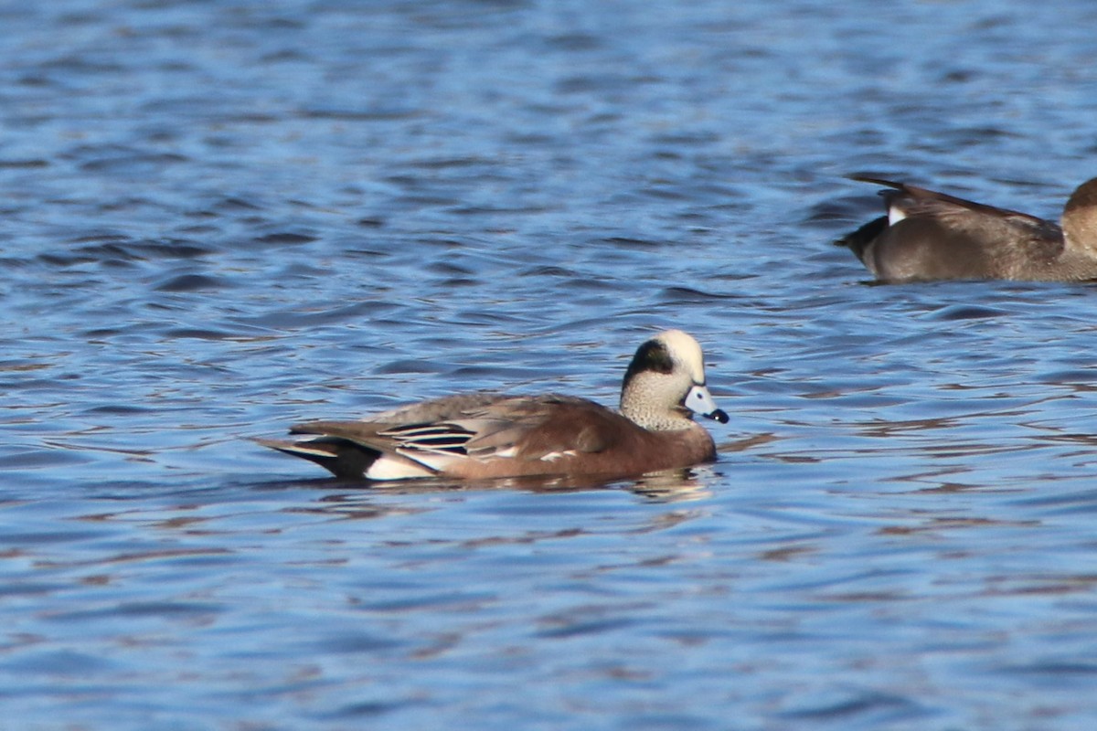 American Wigeon - ML502758781