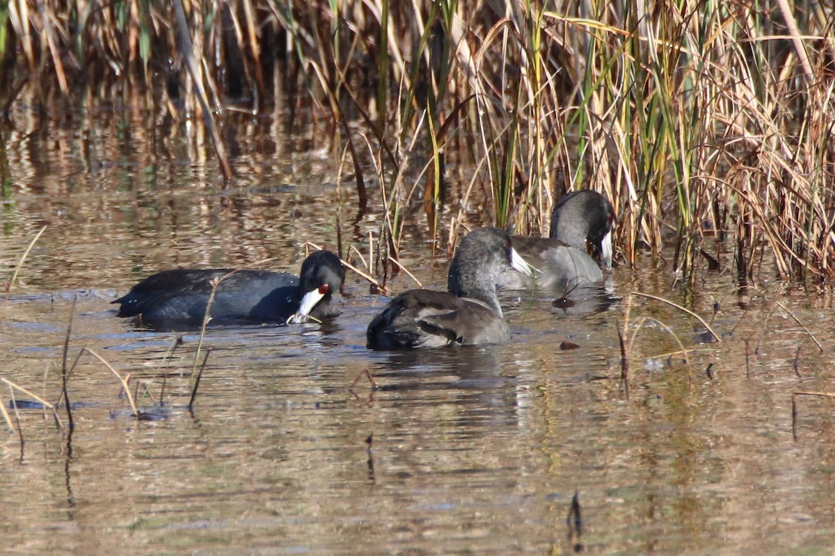 American Coot - ML502759271