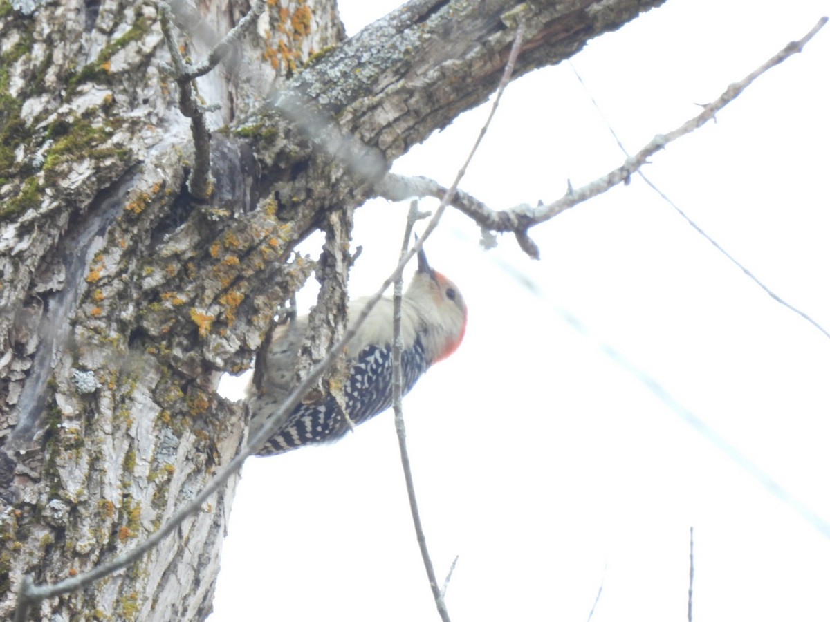 Red-bellied Woodpecker - ML502761071