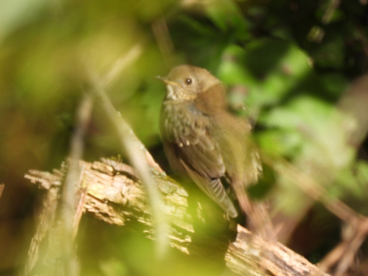 Gray-cheeked Thrush - Frédéric Bédard