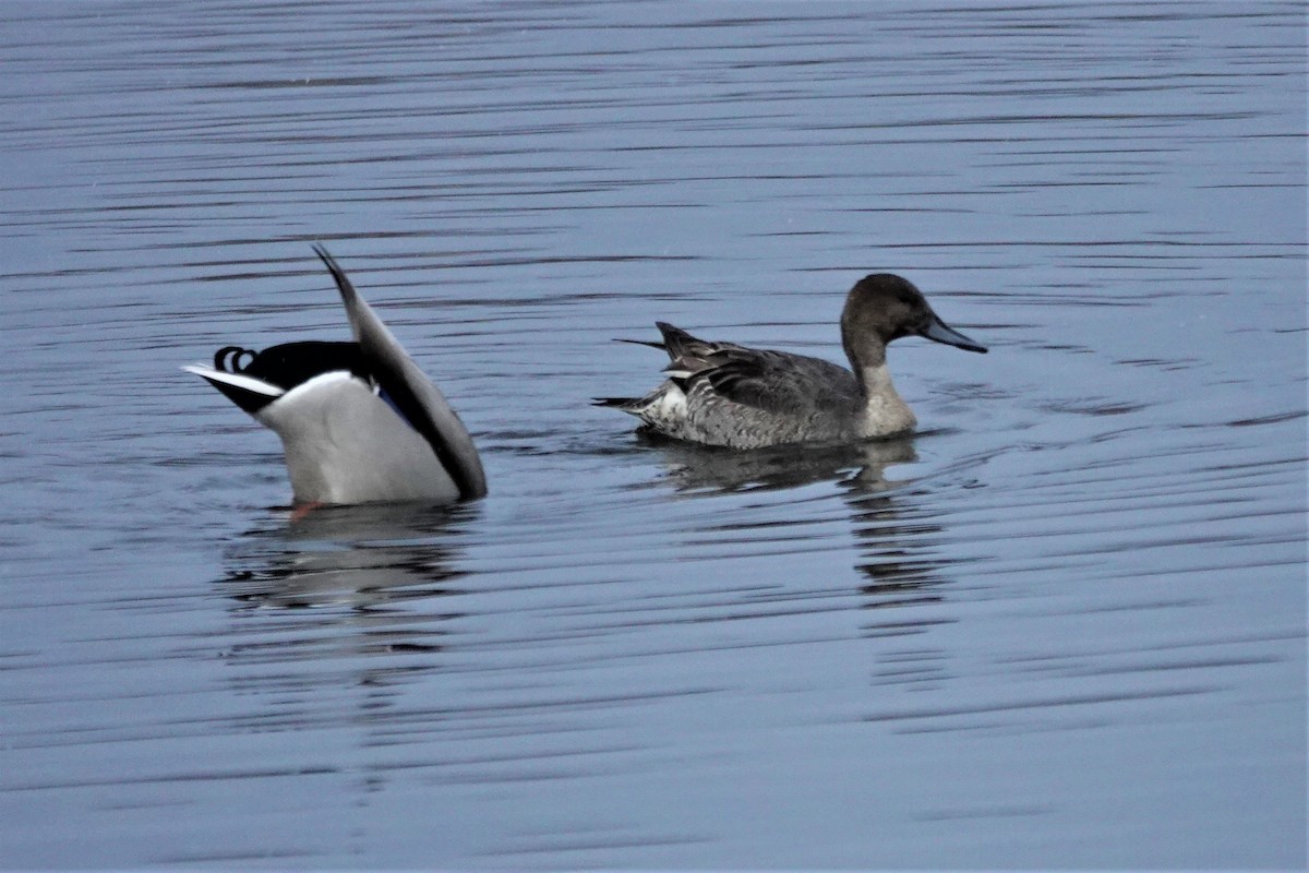 Northern Pintail - ML502761781