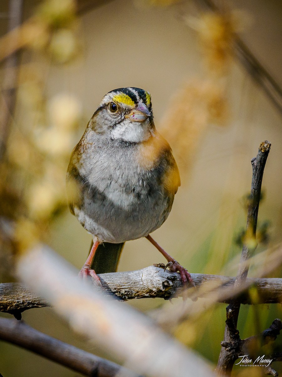 White-throated Sparrow - Jason Massey