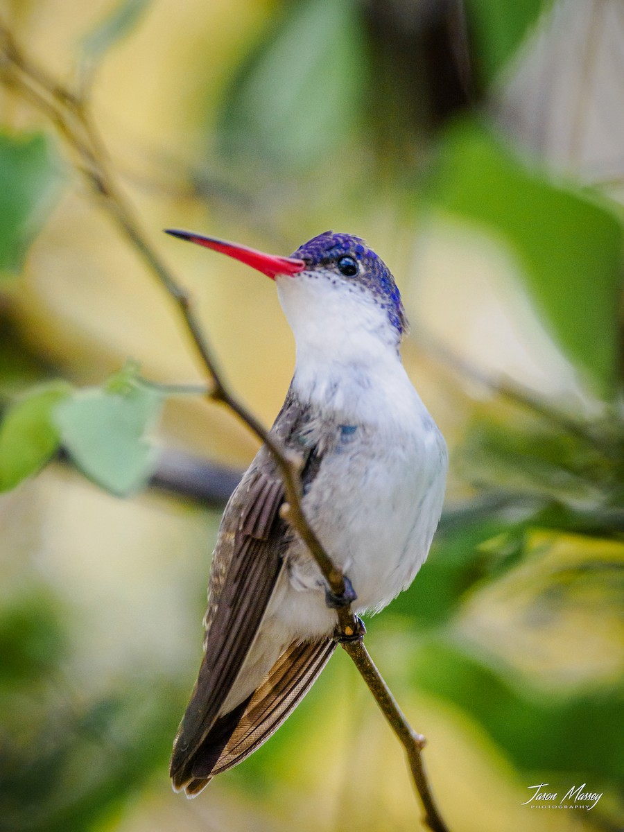 Violet-crowned Hummingbird - ML502762731