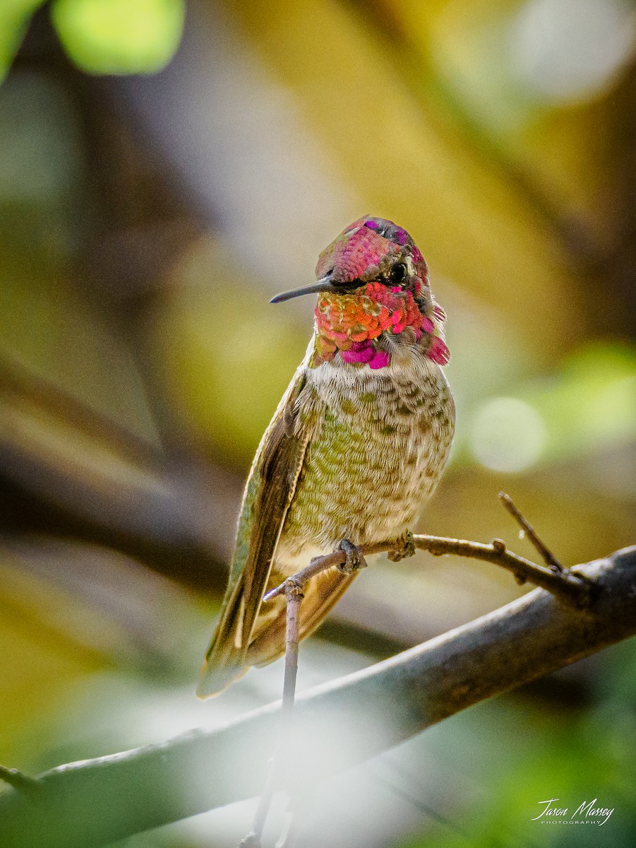 Anna's Hummingbird - Jason Massey