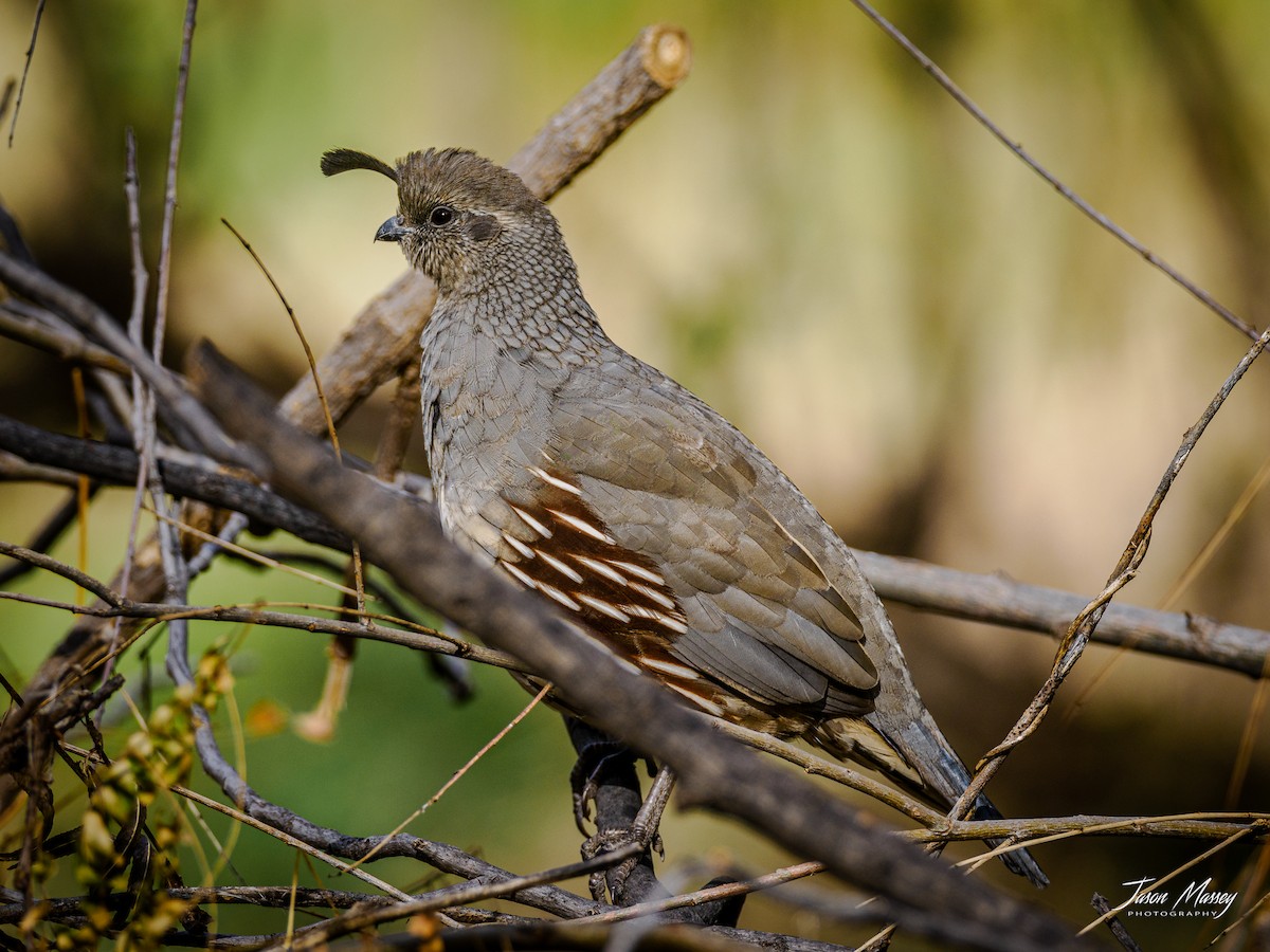 Gambel's Quail - ML502762771