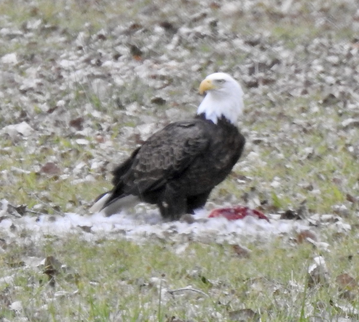 Bald Eagle - ML502762851