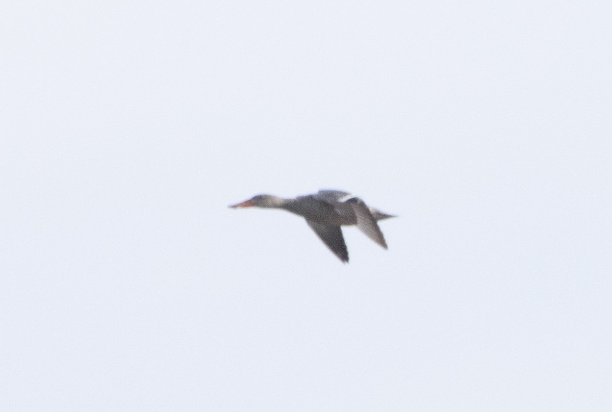 Northern Shoveler - ML502763421