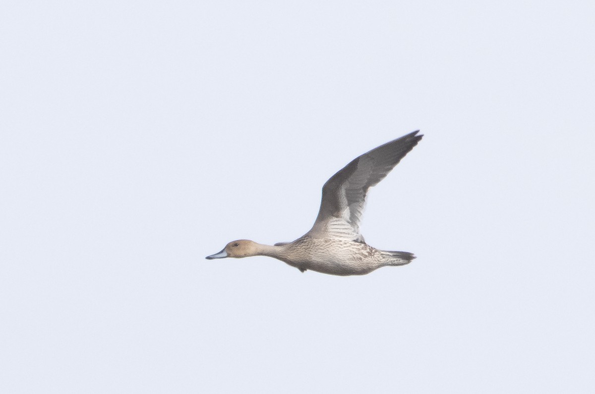 Northern Pintail - Liam Huber