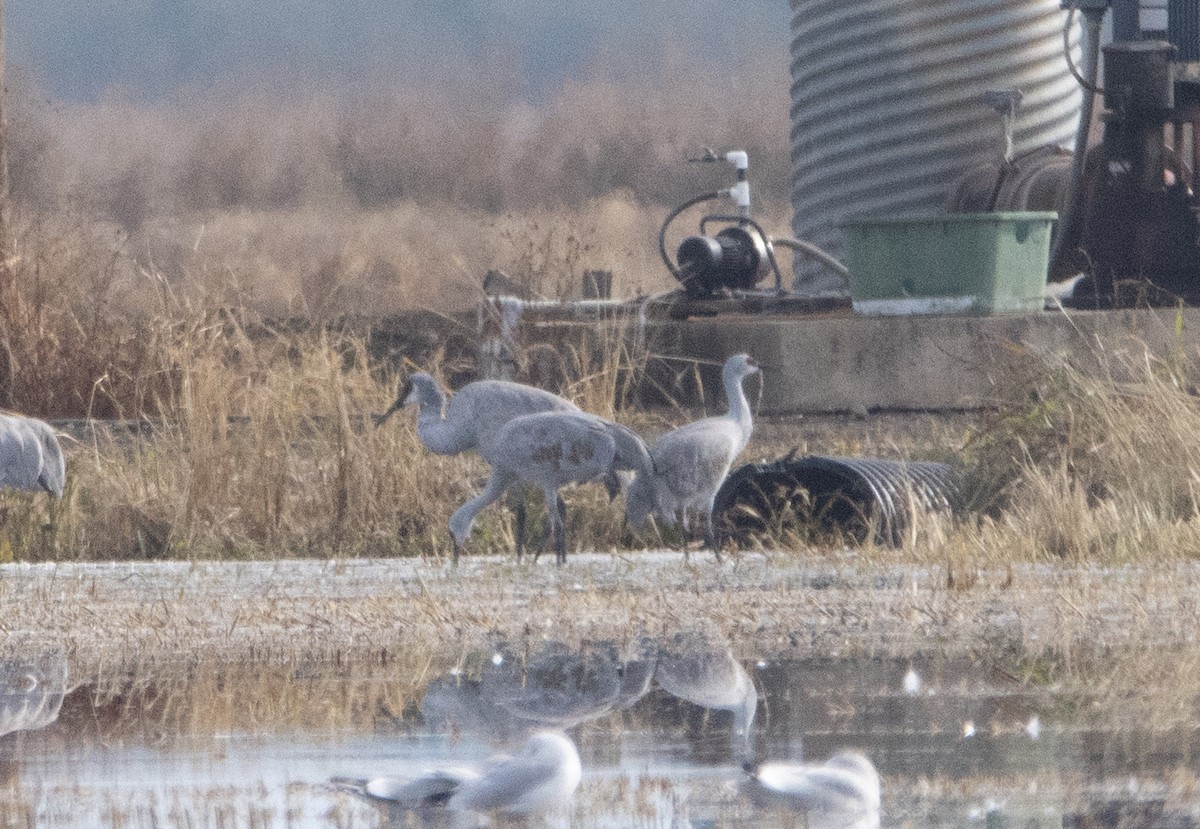 Sandhill Crane (canadensis) - ML502763561