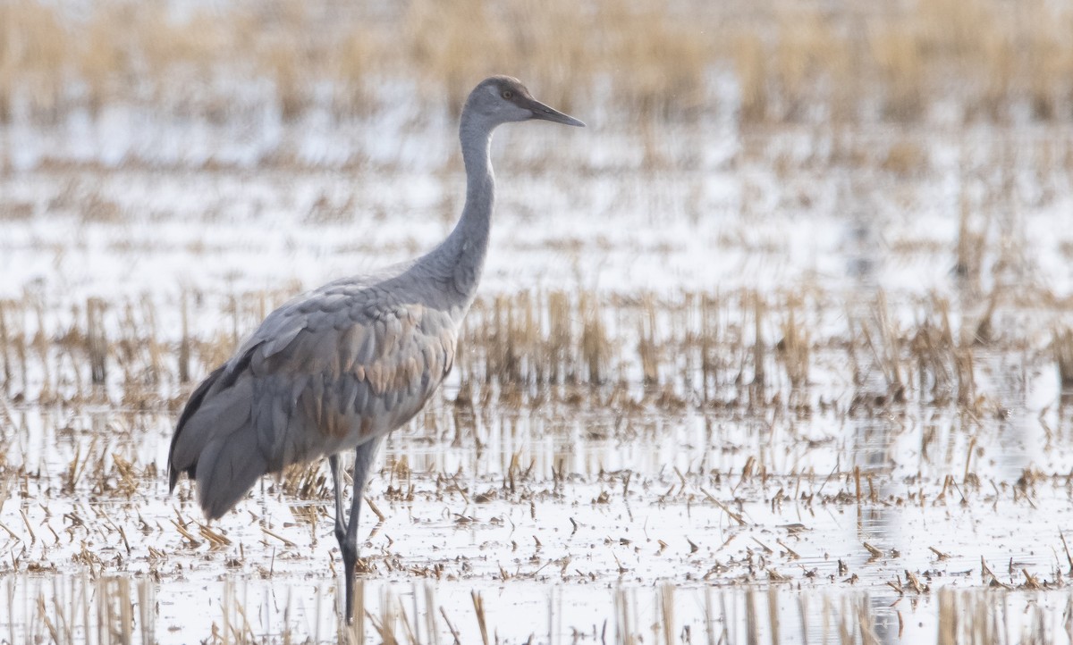 Sandhill Crane (canadensis) - ML502763571