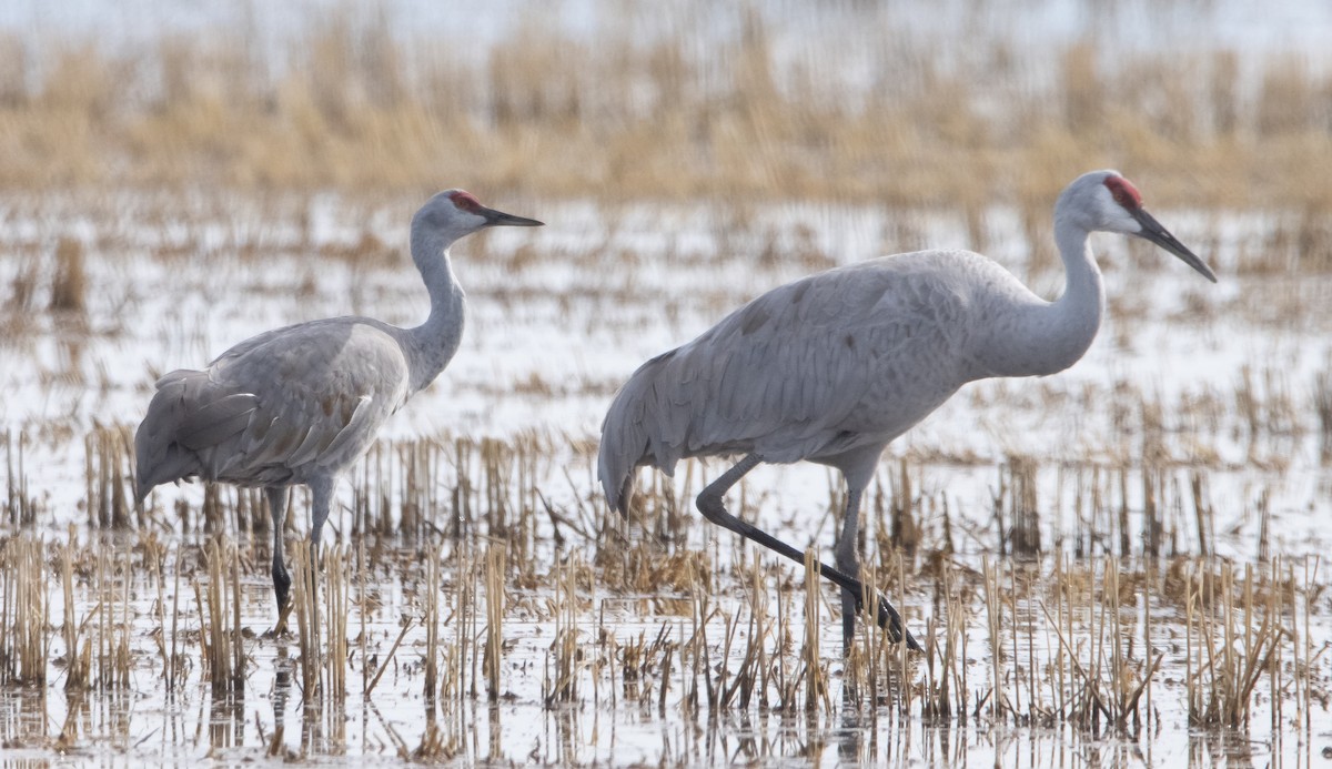 Sandhill Crane (canadensis) - ML502763591