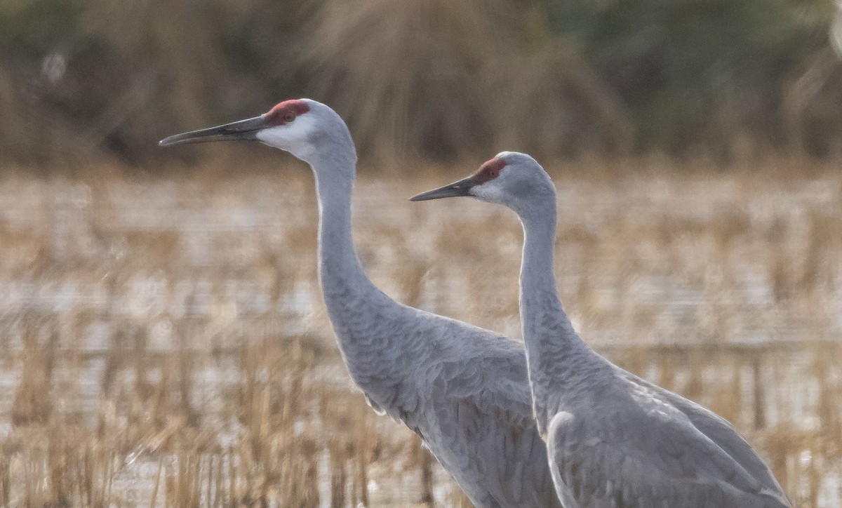 Sandhill Crane (canadensis) - ML502763671