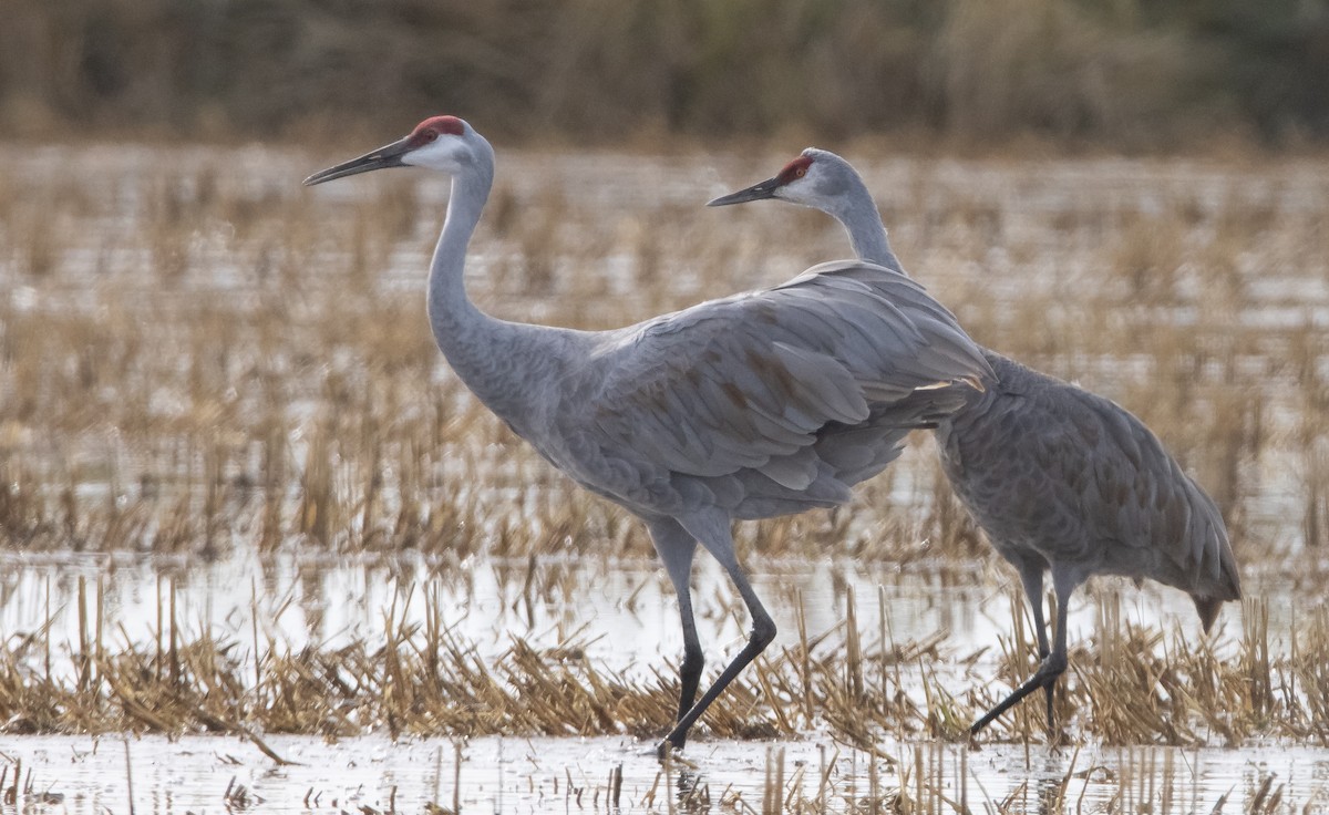 Sandhill Crane (canadensis) - Liam Huber