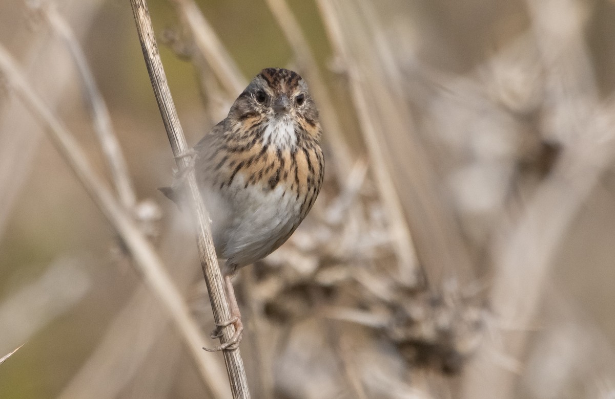 Lincoln's Sparrow - Liam Huber