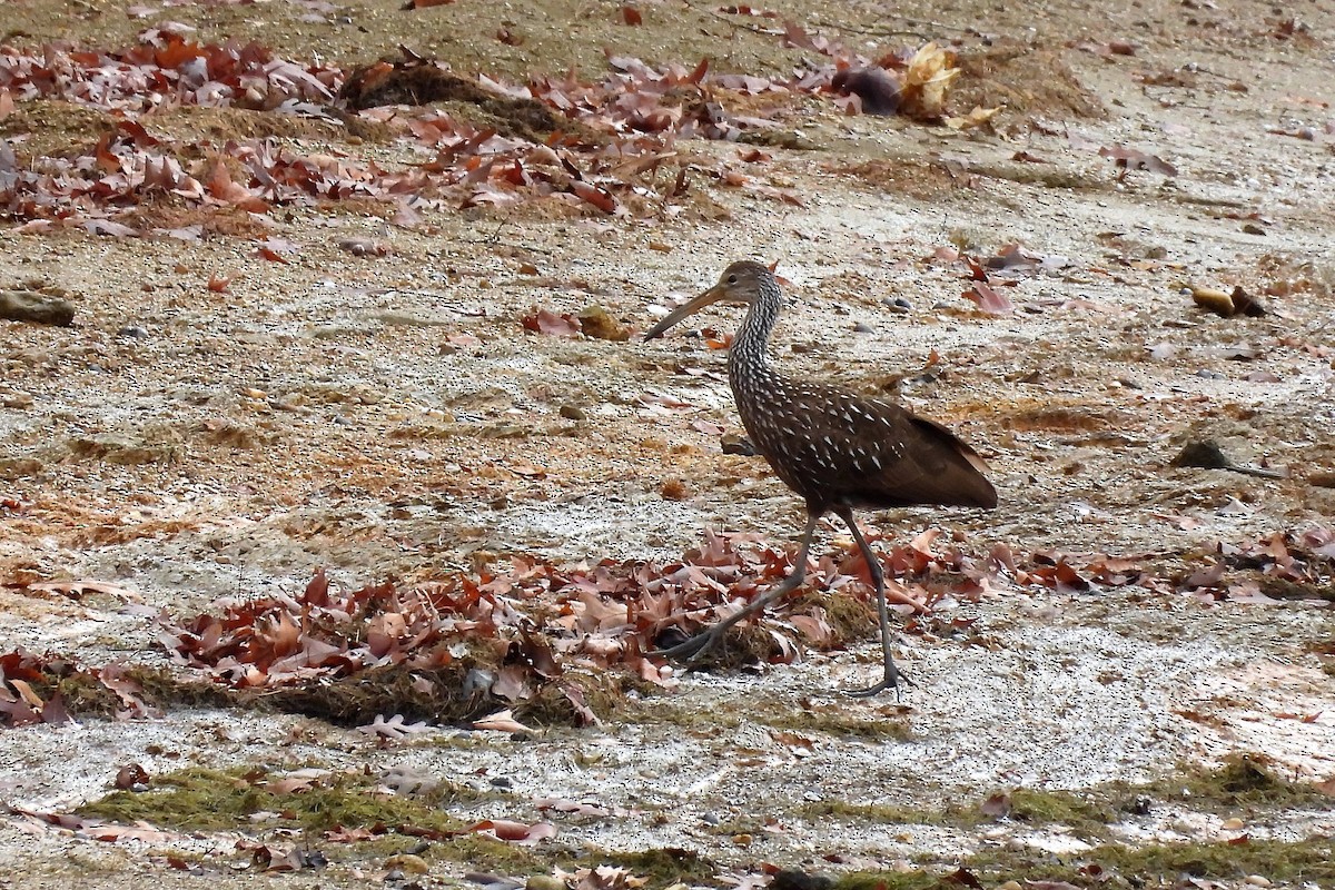 Limpkin - ML502765491