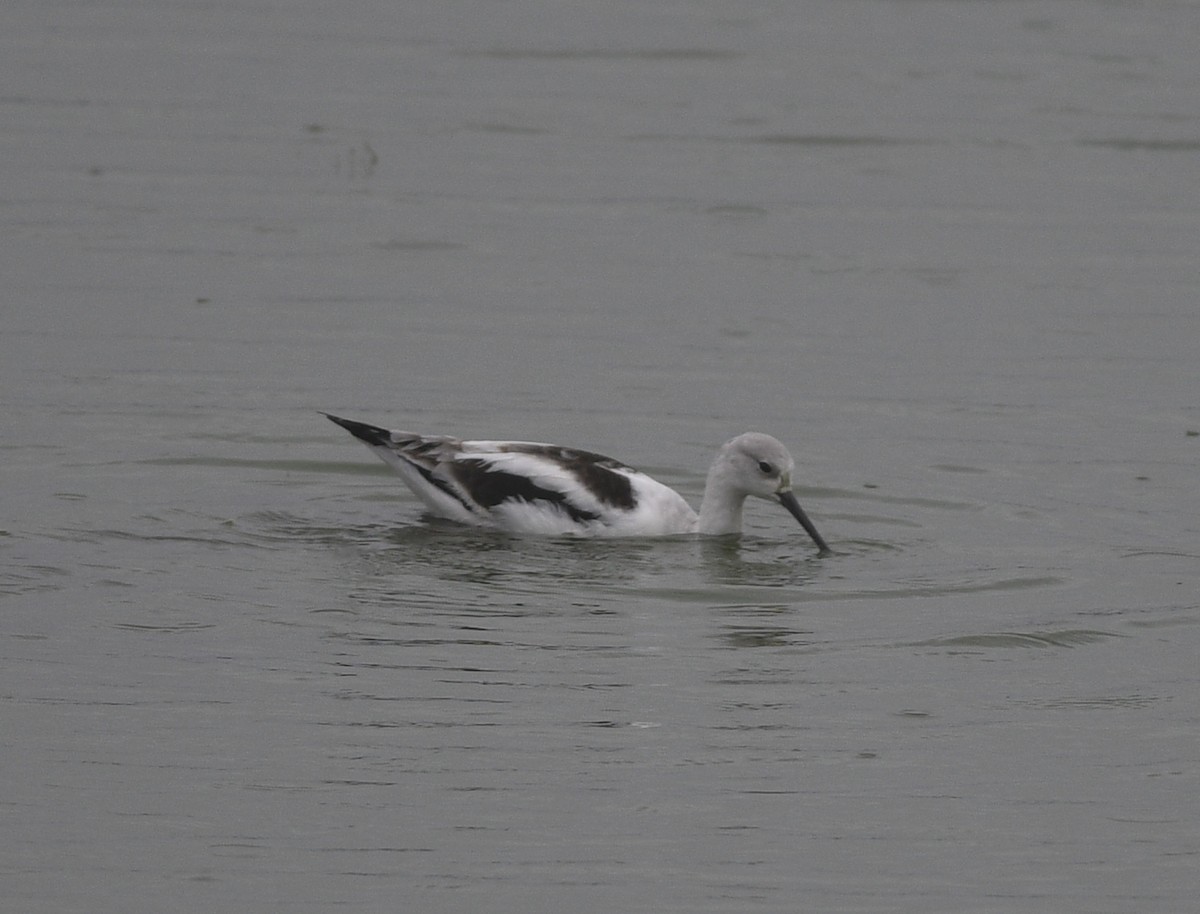 American Avocet - ML502765751