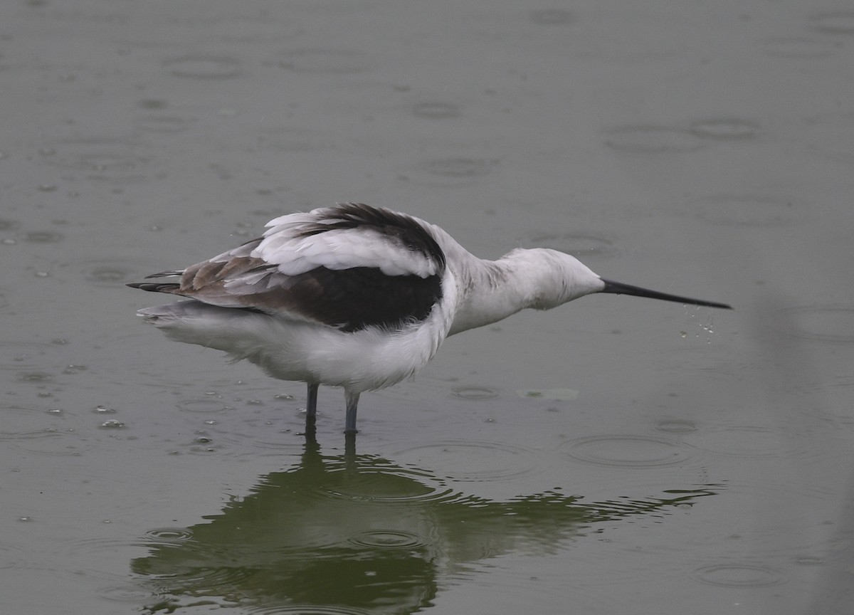 American Avocet - Clive Harris