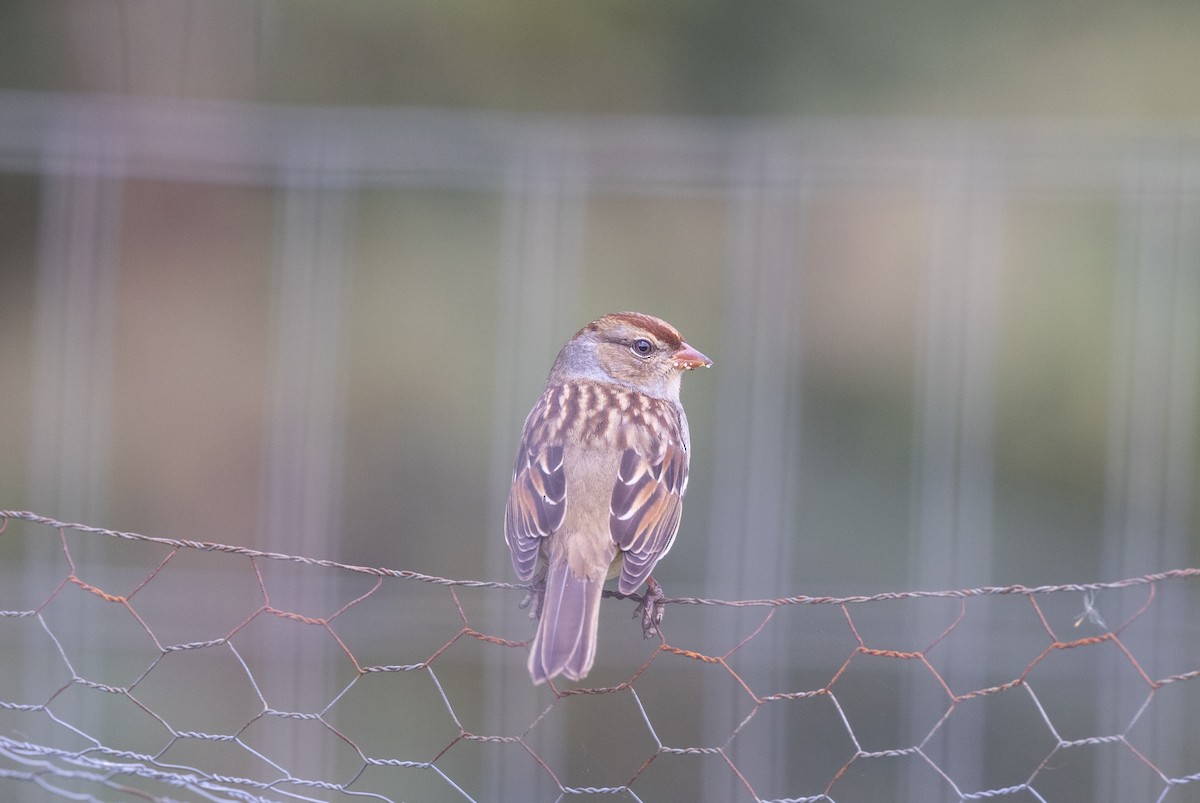 White-crowned Sparrow - ML502766801