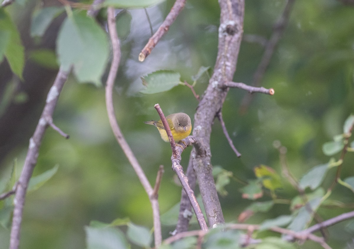 Nashville Warbler - ML502766991