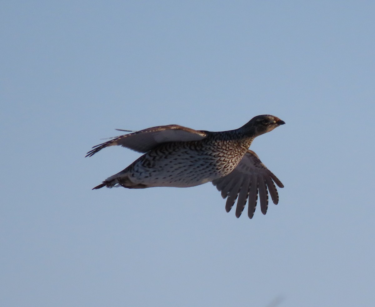 Sharp-tailed Grouse - ML502768511