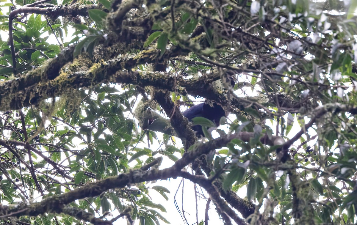 Knysna Turaco (Northern) - ML502769021