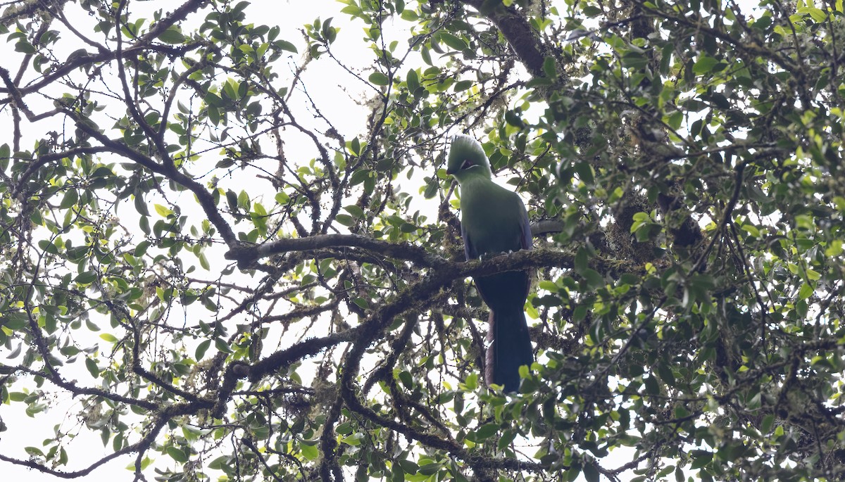 Knysna Turaco (Northern) - ML502769031