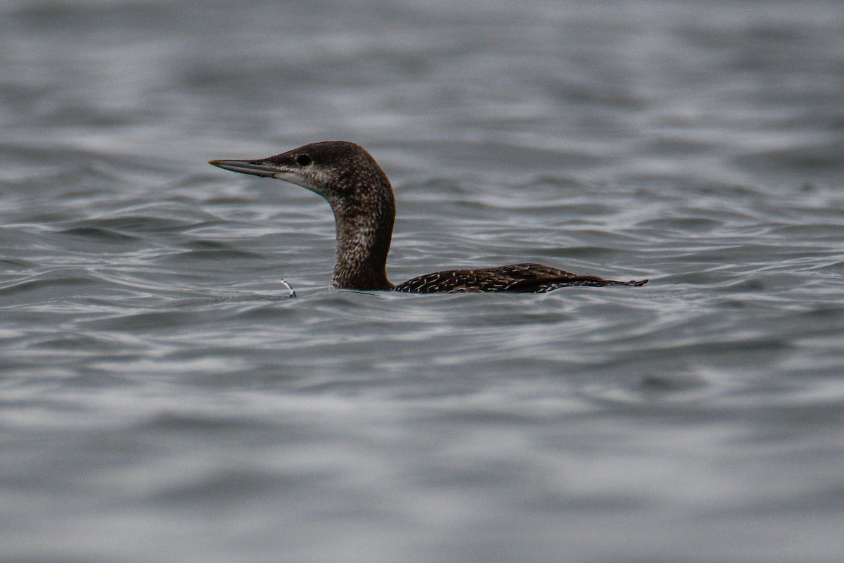 Red-throated Loon - ML502769821