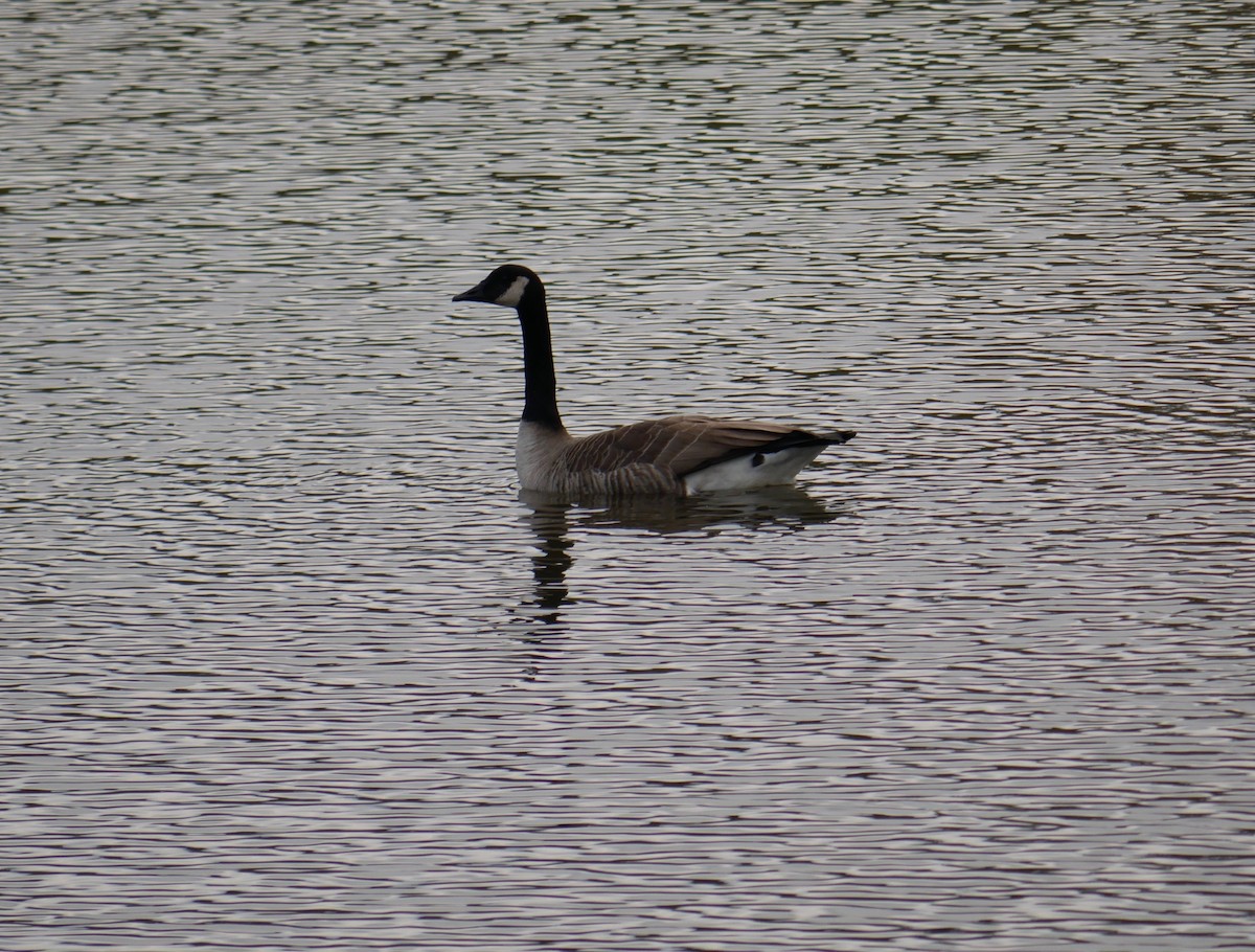 Canada Goose - ML502770061