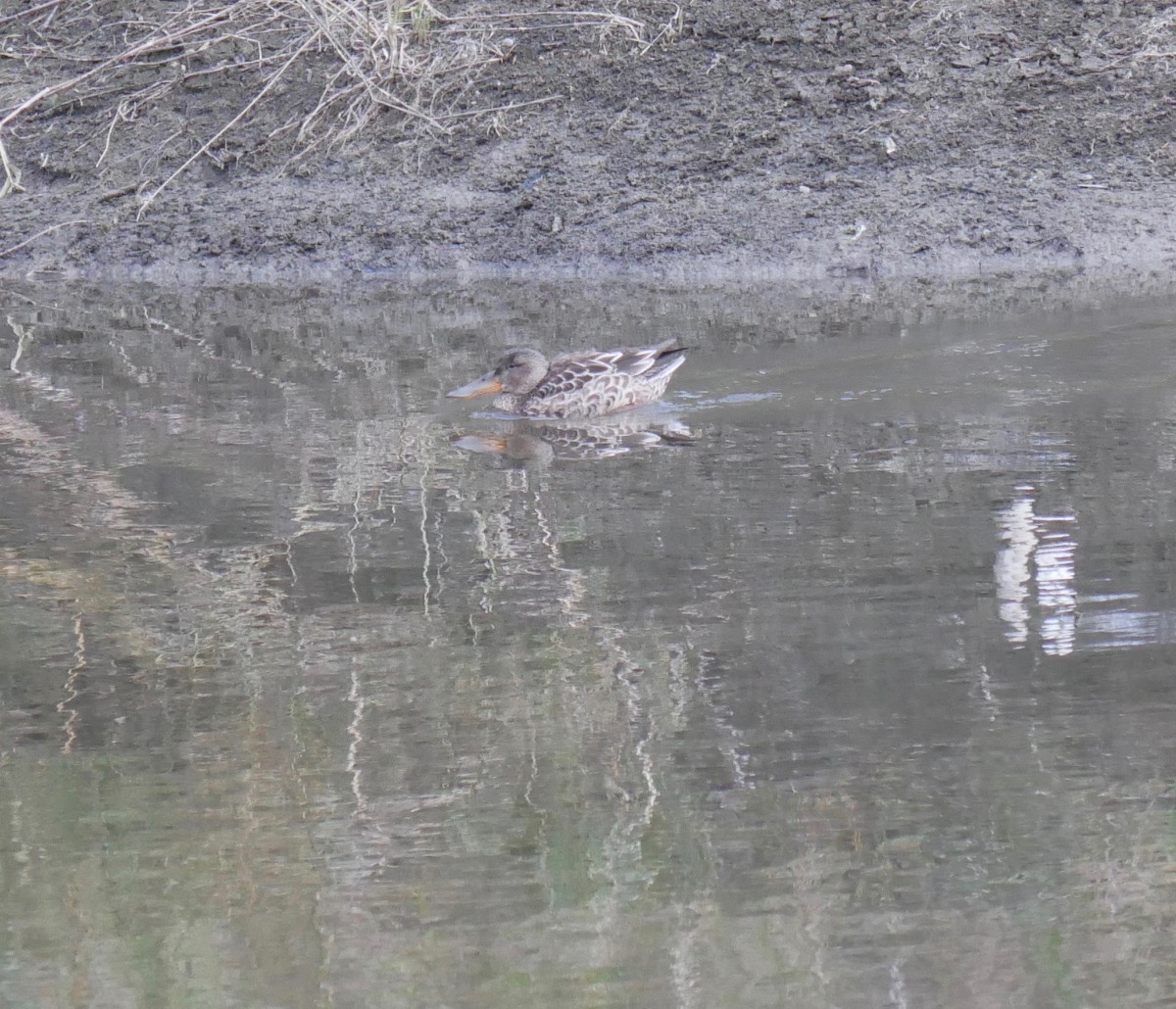 Northern Shoveler - ML502770561