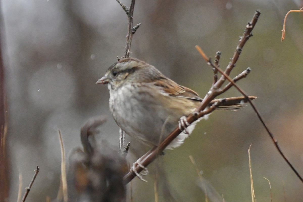 Swamp Sparrow - ML502770581