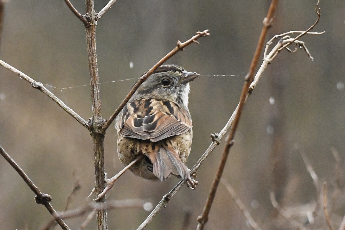 Swamp Sparrow - ML502770591