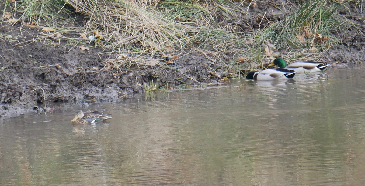 Northern Shoveler - ML502770731