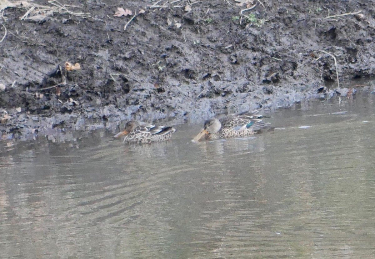 Northern Shoveler - ML502770801