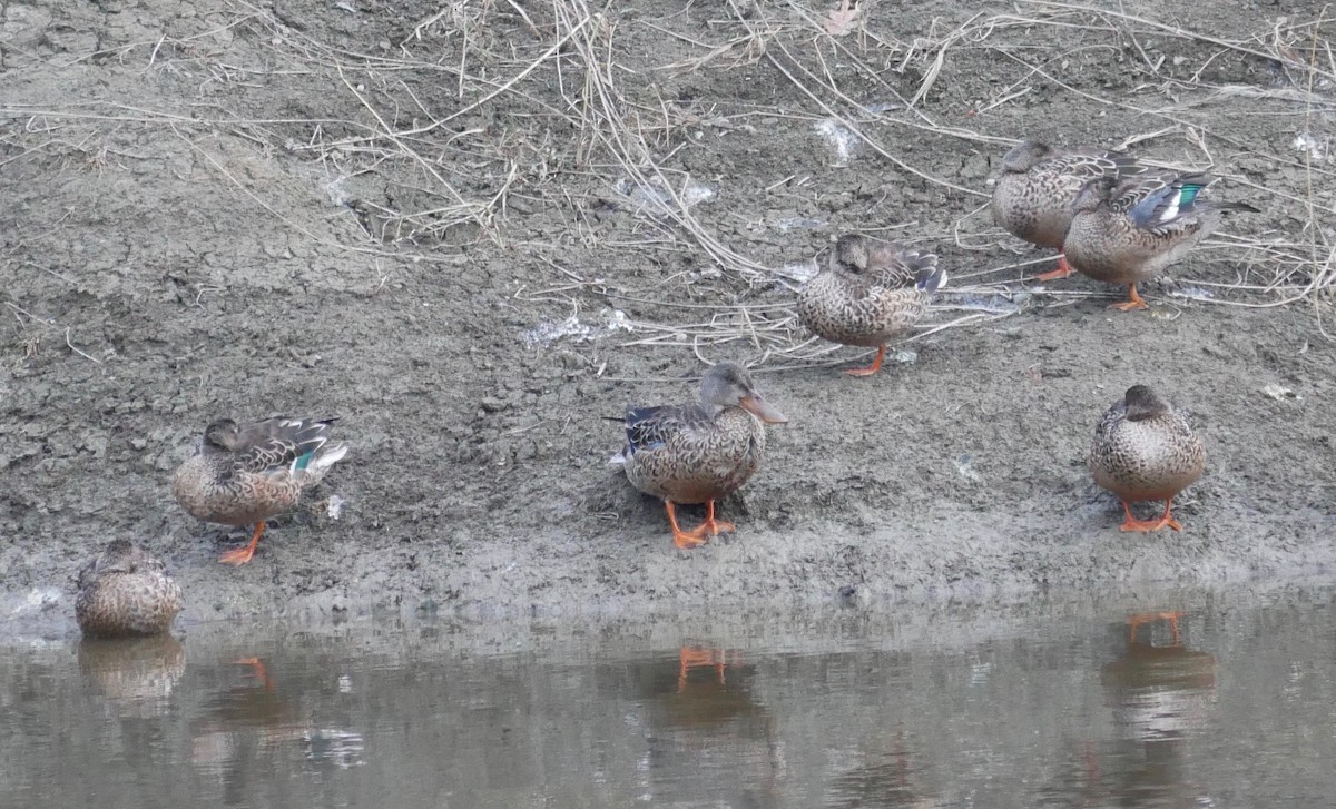 Northern Shoveler - ML502770861