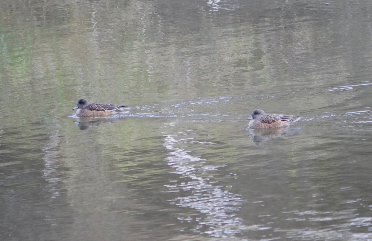 American Wigeon - ML502771021