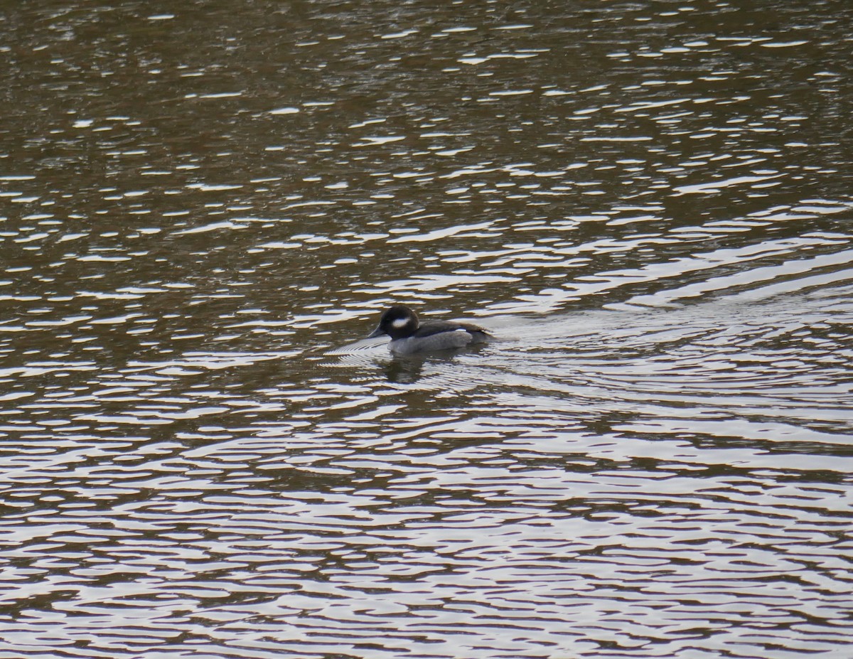 Bufflehead - ML502771131