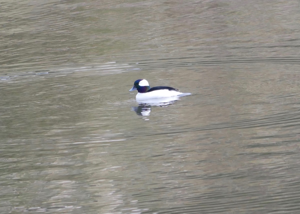 Bufflehead - ML502771251