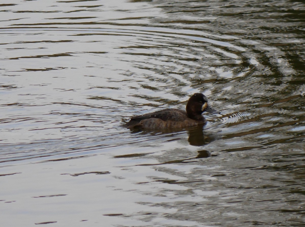 Lesser Scaup - ML502771321
